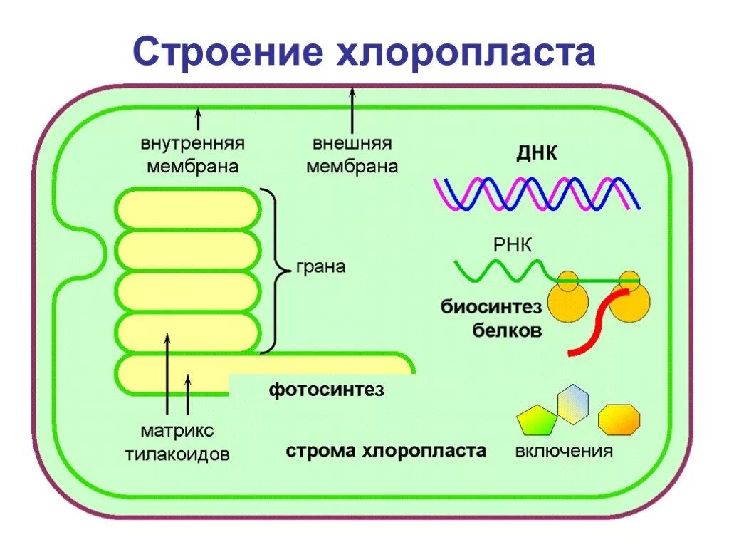 Хлоропласт имеет днк. Мембрана тилакоида митохондрии. Строение хлоропласта фотосинтез. Строение митохондрии и хлоропласта. Хлоропласты строение ДНК.