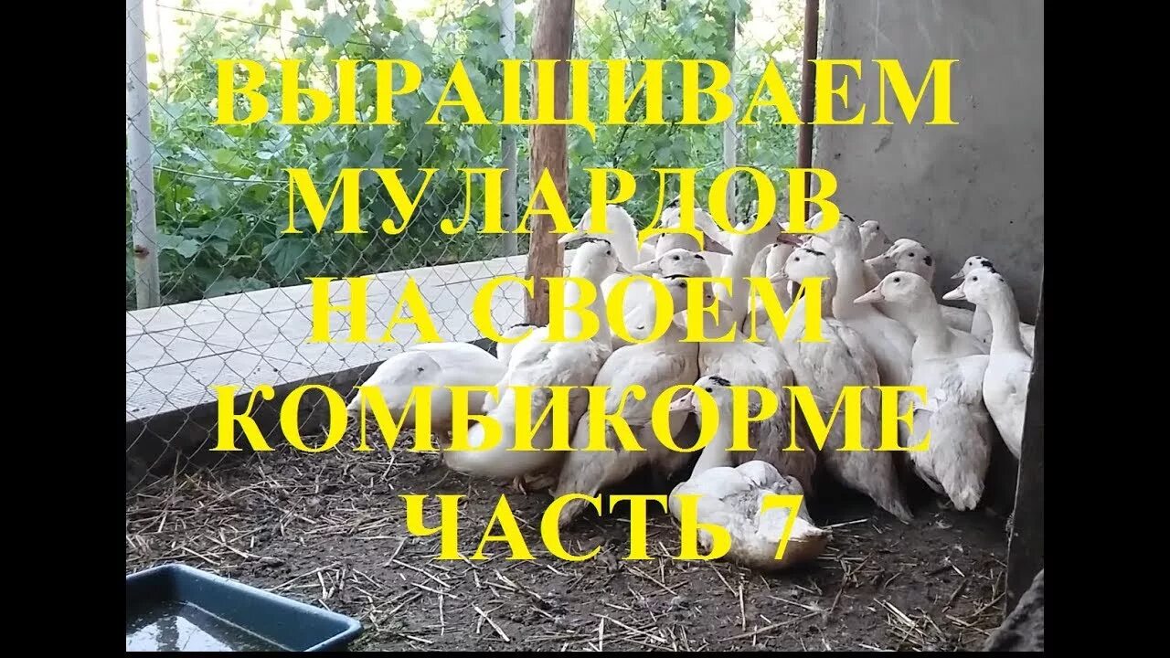 Как вывести мулардов. Содержание мулардов.