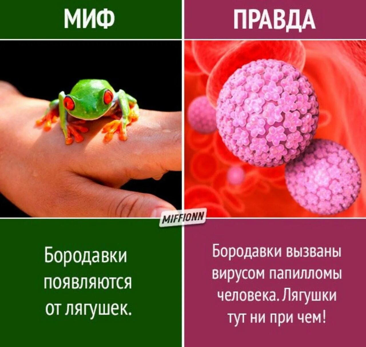 Бородавки от жаб. Бородавки от лягушек правда.