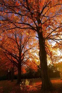 Fall but