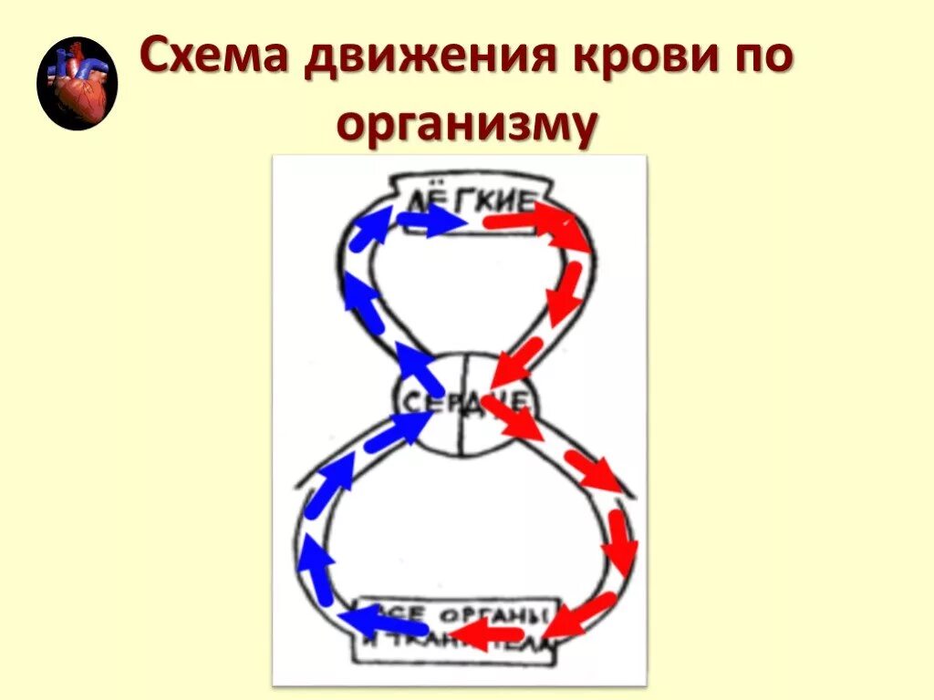 Кровь окружающий мир. Движение крови в организме человека. Восьмерка кровообращение. Движение крови по организму человека. Движение крови 3 класс.