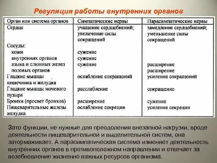 Парасимпатический отдел усиливает. Регуляция деятельности внутренних органов. Регуляция работы внутренних органов. Таблица органы возбуждение симпатической нервной системы. Влияние симпатической и парасимпатической систем.