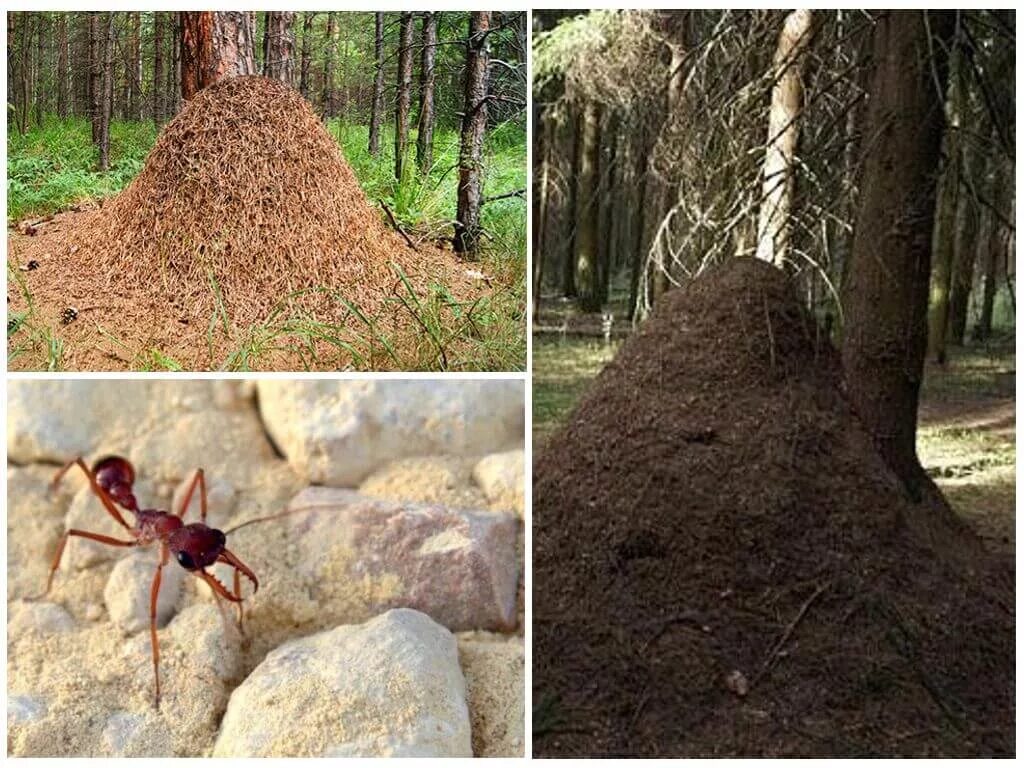Большой муравейник. Муравейник в Заварзино Томск. Огромный Муравейник. Самые большие муравейники. Самый большой муравей Ниув мире.