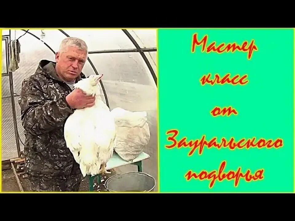 Как кур в ощип. Как кур в ощип