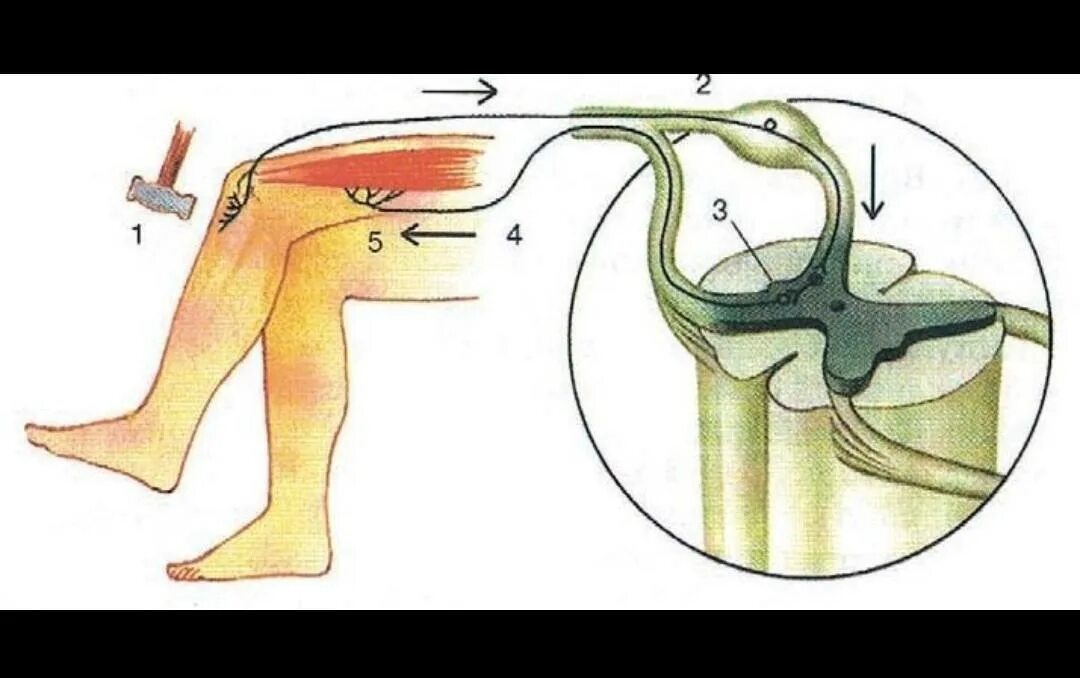 Схема рефлекторной дуги коленного рефлекса с обозначениями. Дуга коленного рефлекса схема. Схема рефлекторной дуги коленного рефлекса. Коленный рефлекс рефлекторная дуга схема физиология. Рефлекторной дуги коленного рефлекса человека