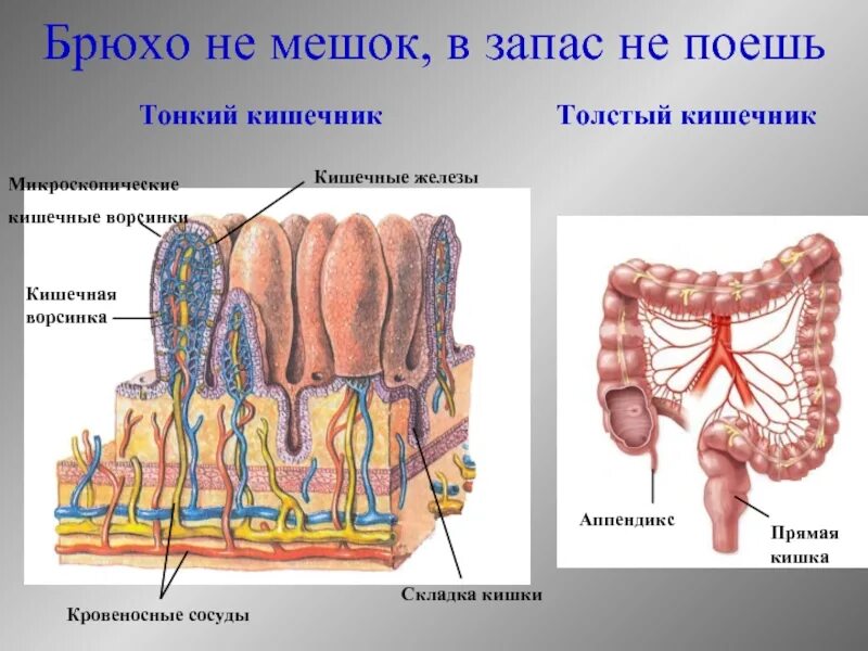 Брюхо не мешок в запас не поешь