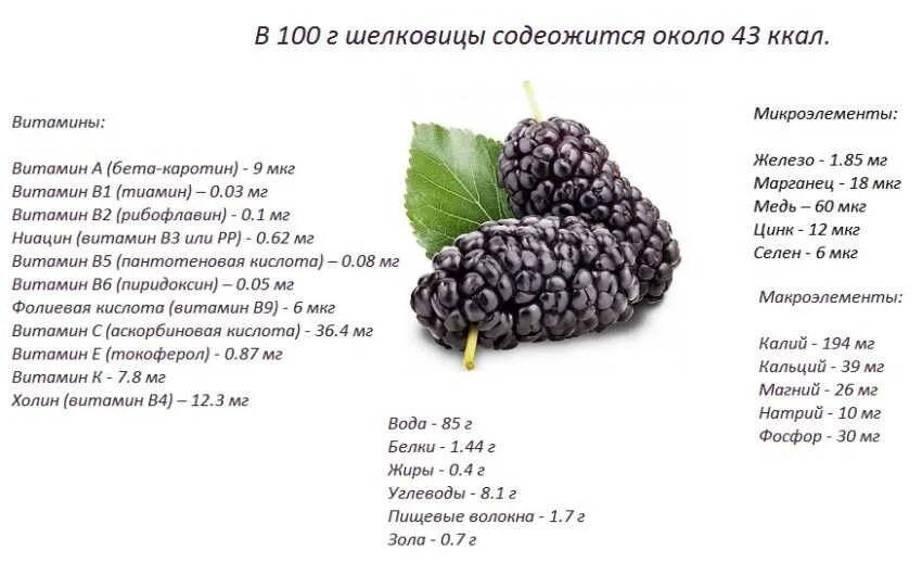 Сколько калорий в укропе. Тутовник состав. Листья шелковицы хим состав. Тутовник состав витаминов и микроэлементов. Шелковица ягода калорийность на 100 грамм.