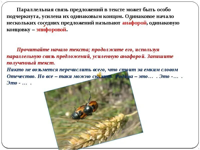 Одинаковое начало нескольких соседних предложений. Одинаковый конец предложений это. одинаковое начало предложений это. одинаковые начала соседних предложениях называют.