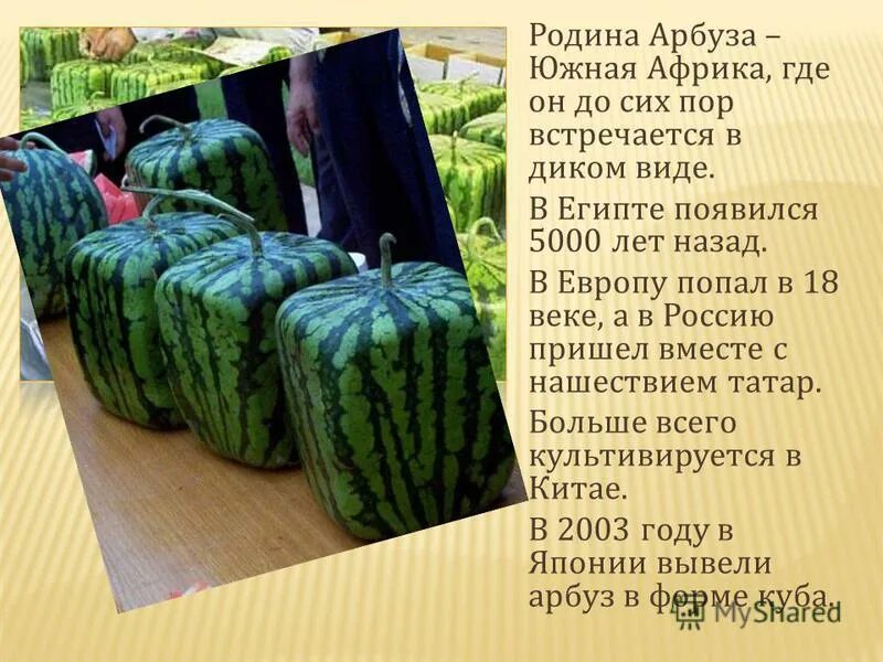 Культурное растение из дальних стран. Родина растения Арбуз. Арбуз для презентации. Культурные растения Арбуз. Сообщение о арбузе.