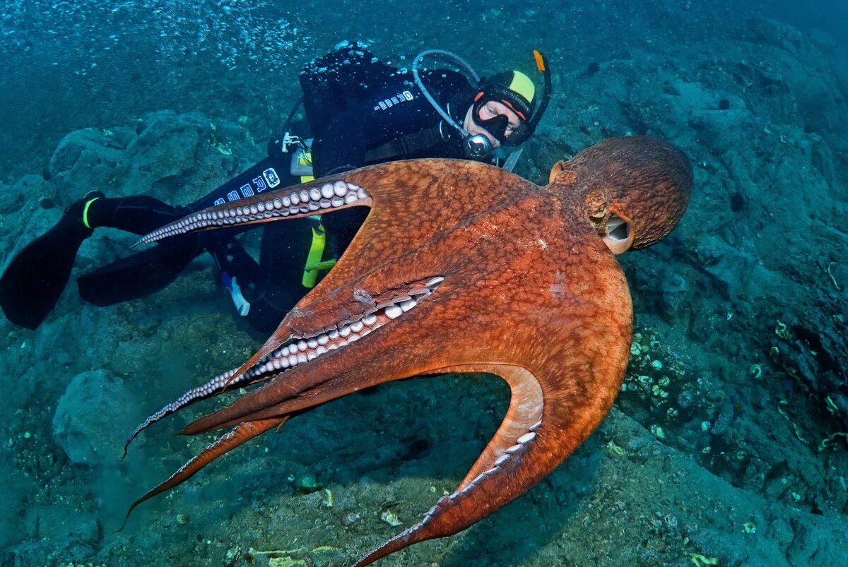 Осьминог Дофлейна гигантский. Осьминог Дофлейна самый большой. Гигантский Тихоокеанский осьминог. Осьминог Аполлион.