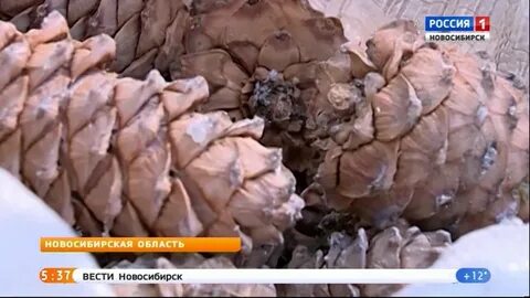 Сбор кедровых шишек 2024