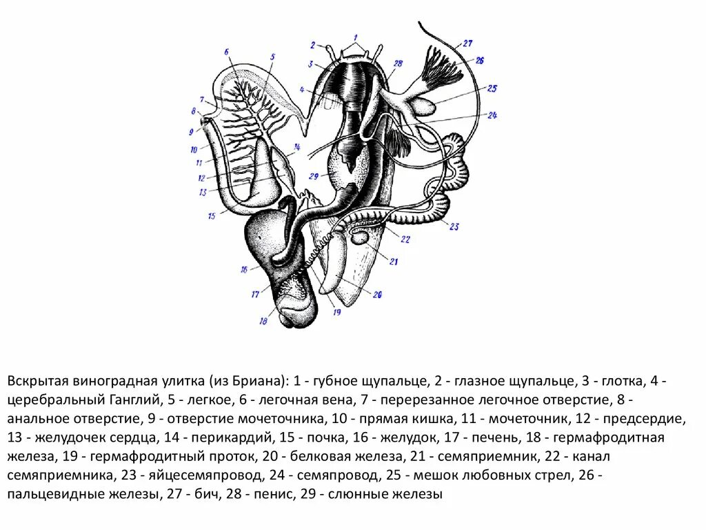 Виноградная улитка имеет мантийную полость. Строение пищеварительной системы виноградной улитки. Анатомия виноградной улитки из бриана. Внутреннее строение виноградной улитки схема. Анатомическое строение виноградной улитки.