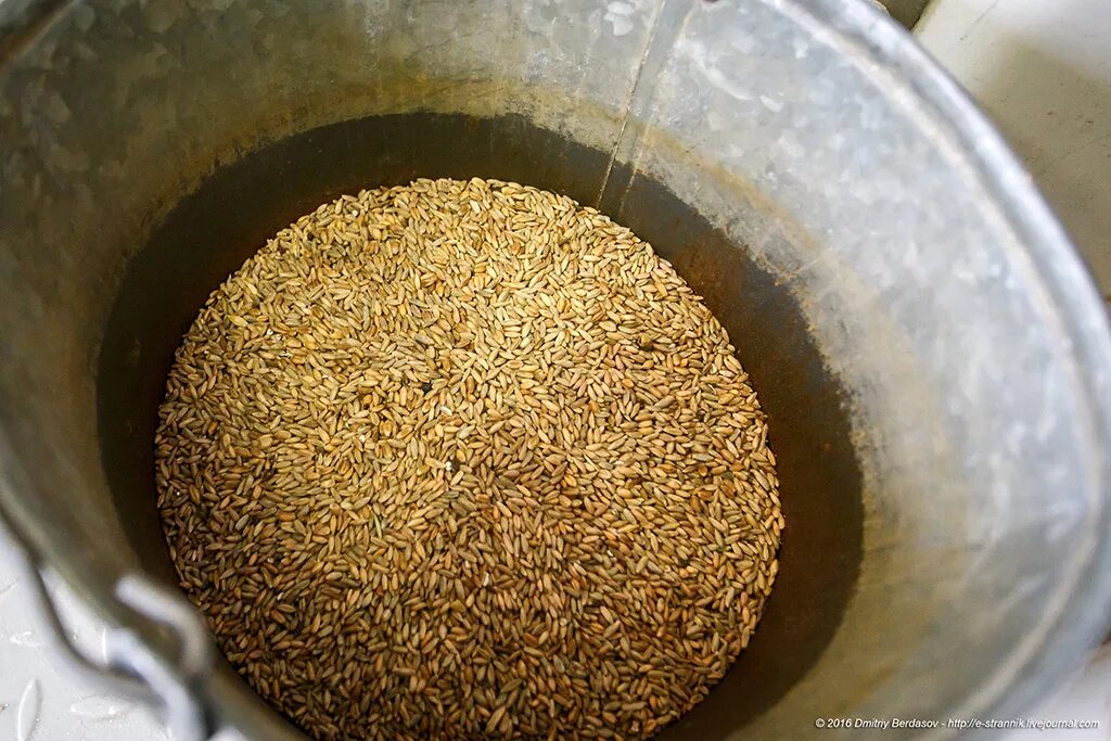 Пшеничная из чего делают. Как сделать пшеницу. Бугдай ярма. Как сделать муку из пшеницы. Как сделать из зерна муку.