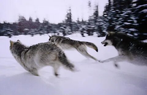 Wolf под