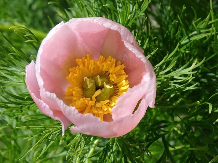 Paeonia tenuifolia 'Rubra Plena' - Pfingstrosengärtnerei Schulze