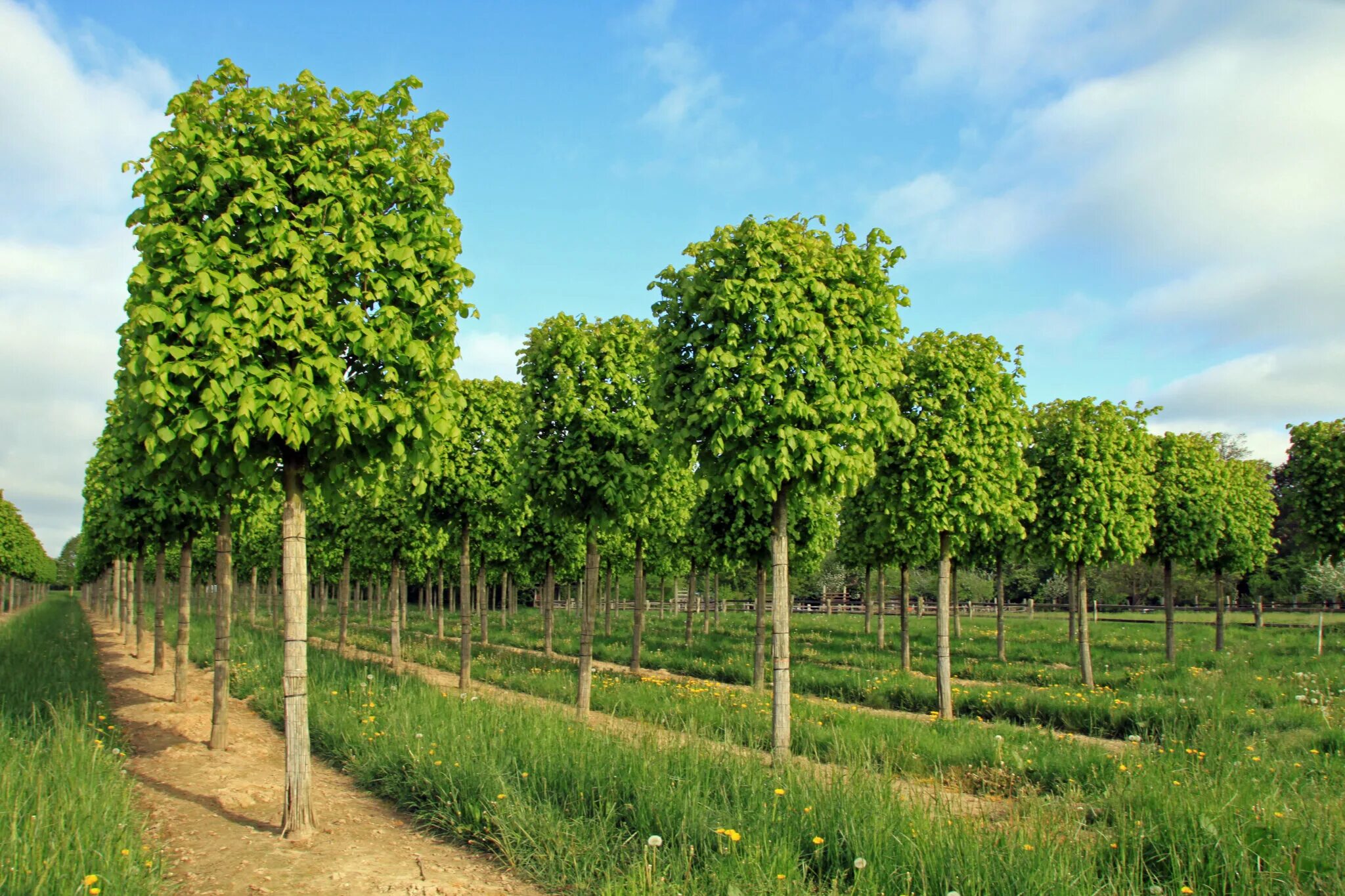 Липа европейская pallida. Липа мелколистная Паллида. Липа мелколистная Tilia cordata. Липа мелколистная Гринспайер. Купить дерево в могилеве