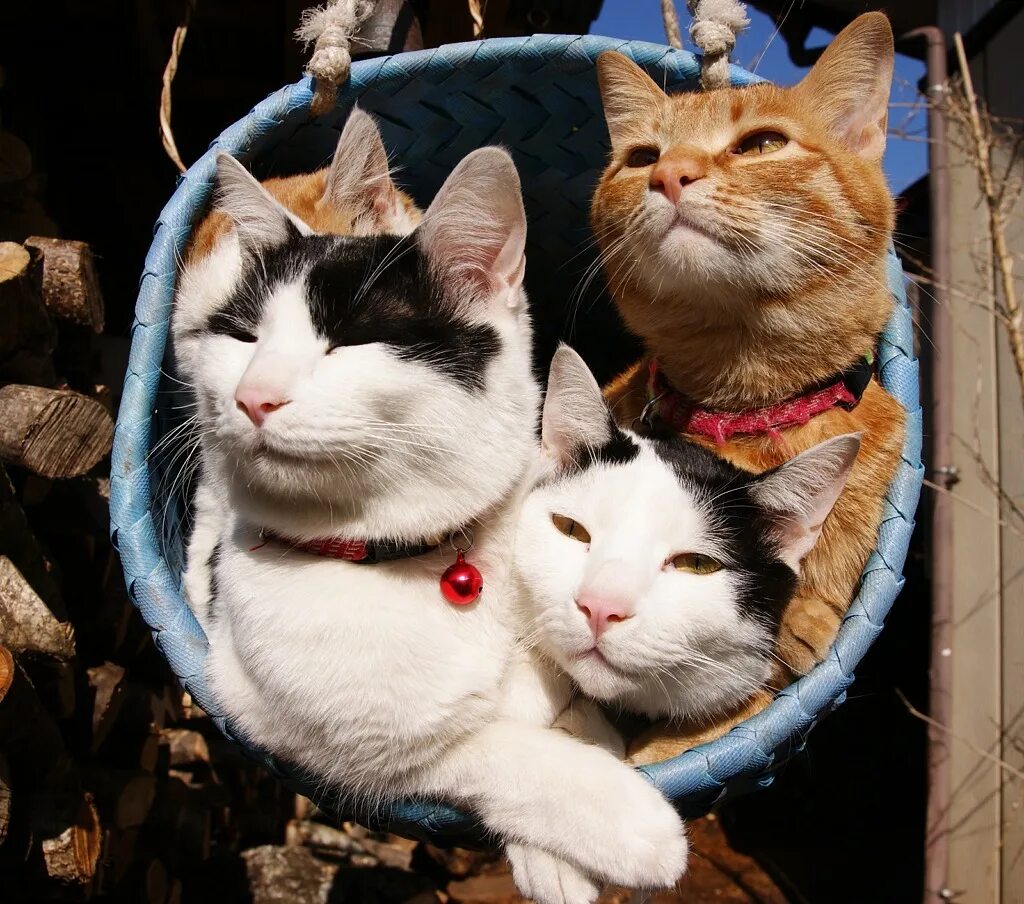 Catzilla Млекопитающие, Милые котики, Кошачьи