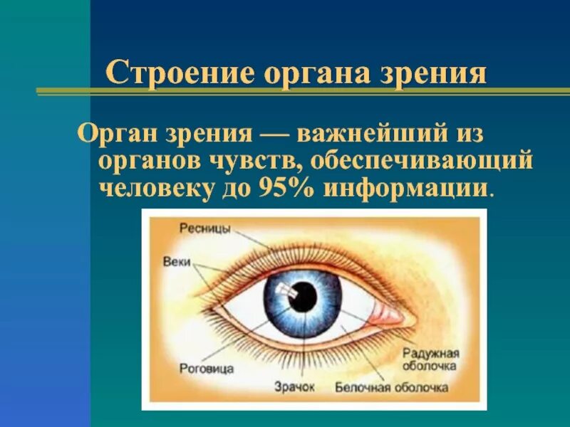 1 орган зрения строение. Строение органа зрения. Орган зрения анатомия. Органы чувств зрение. Орган зрения строение и функции.