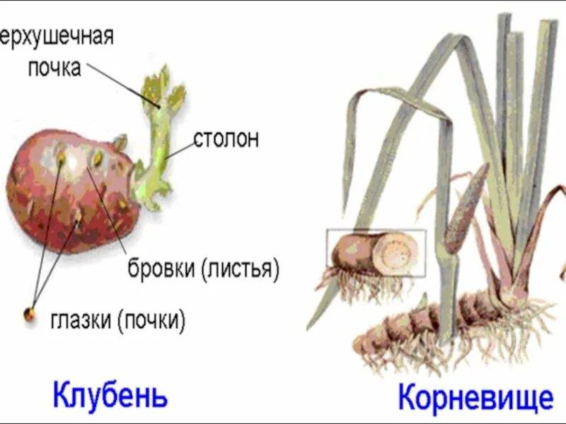 Почки в глазках картофеля. Строение столона картофеля. Внешнее строение клубня. Клубень картофеля глазки почки. Строение клубня картофеля столон.