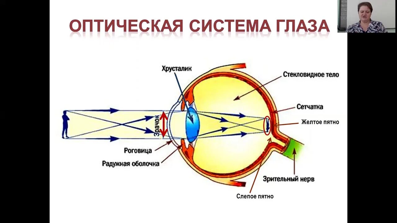 Механизм работы оптической системы глаза. Оптическая система глаза состоит из. Глаз как оптическая система зрение физика. Оптическая схема глаза физика. Оптическая система глаза даёт изображение предмета:.