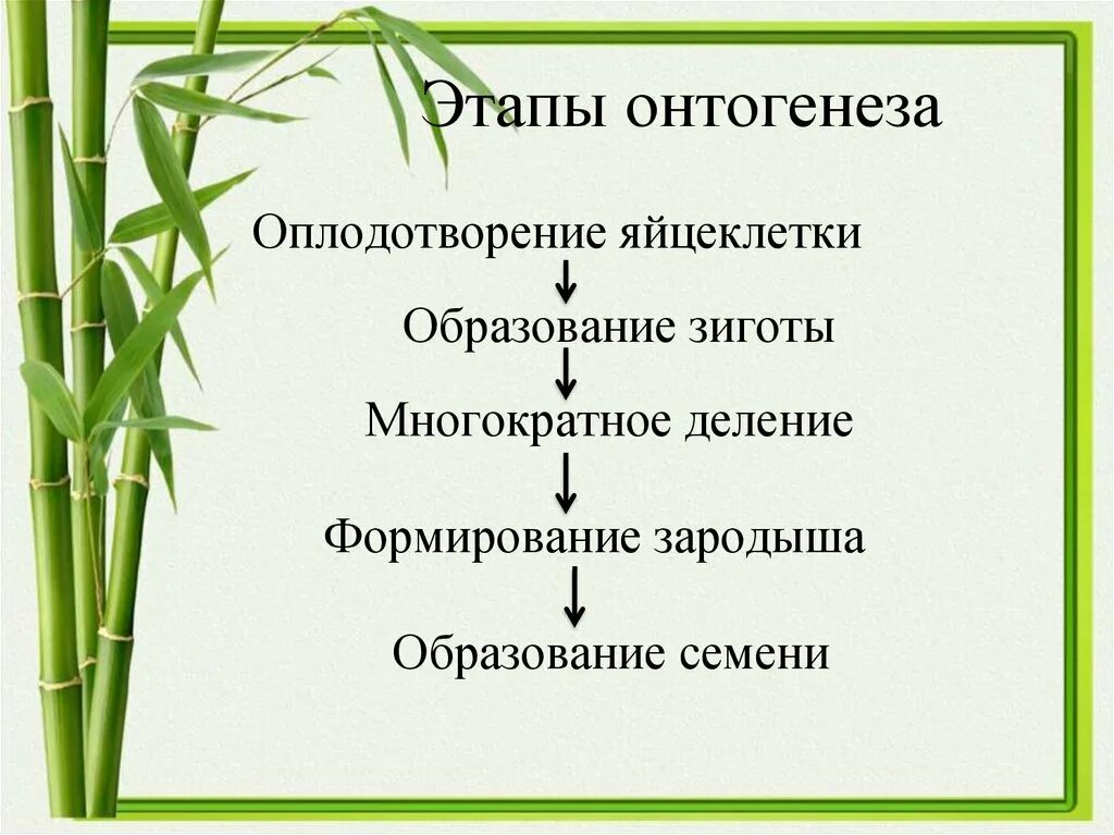 3 этапа онтогенеза. Последовательность этапов онтогенеза. Этапы онтогенеза растений. Фазы онтогенеза. Этапы онтогенеза растений и животных.