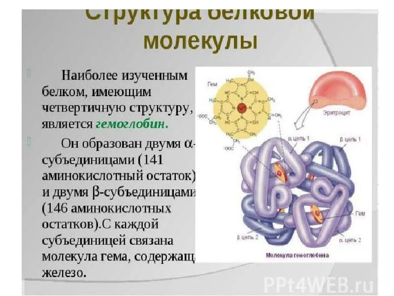 Молекула белка имеет число структуры. Надмолекулярные структуры белков. надмолекулярные структуры белков биохимия. надмолекулярная структура белка. структурные белки.