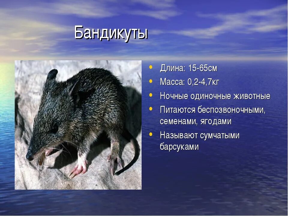 Образ жизни сумчатых животных. Бандикуты: отряд сумчатые. подкласс сумчатые. общая характеристика сумчатых. образ жизни сумчатых.