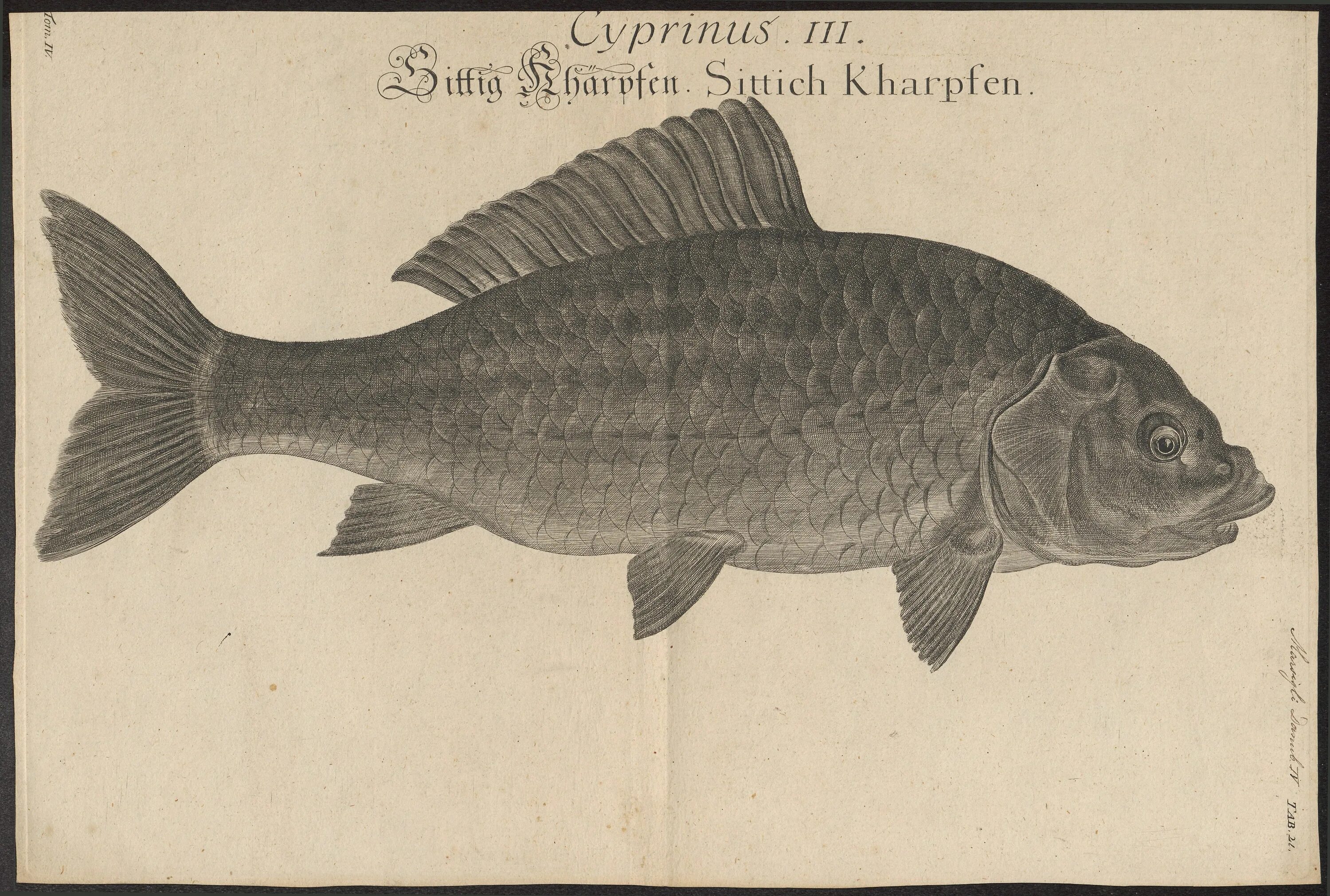 мужское имя карп