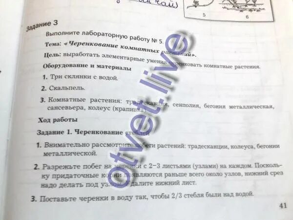 Черенкование комнатных растений лабораторная работа 6 класс. Лабораторная работа по биологии черенкование комнатных растений. Лабораторная работа черенкование комнатных растений. Лабораторная по биологии 6 класс черенкование комнатных растений. Лабораторная работа по черенкованию.