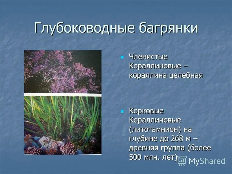 Какие водоросли глубоководные. Литотамнион водоросли. Самые глубоководные водоросли. Водоросли протоктисты. Бурые водоросли самые глубоководные.