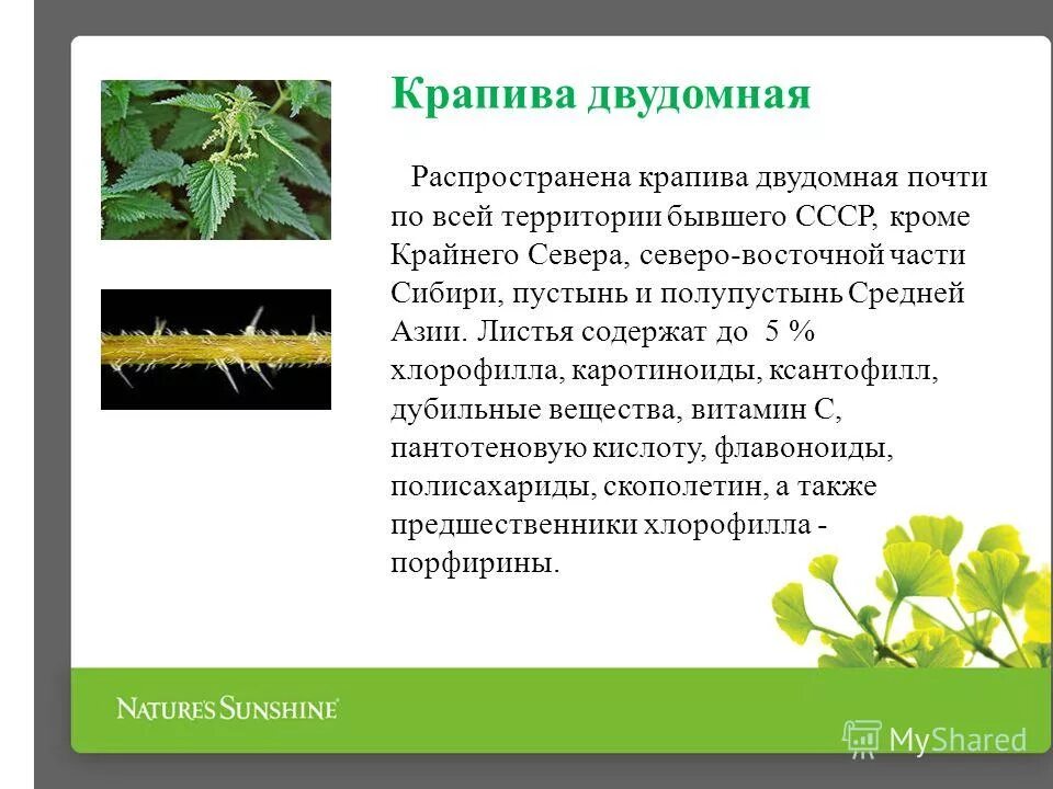 Возьми листьев крапивы. Возьми листьев крапивы