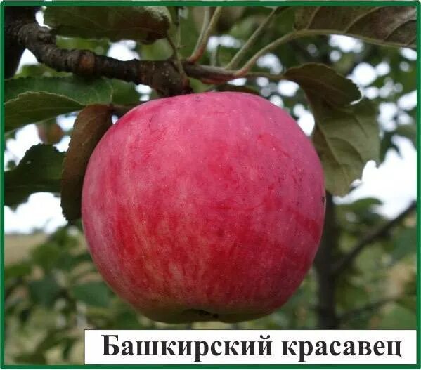 Яблоня башкирский красавец описание фото. Сорт яблони башкирская красавица. сорт яблони башкирский красавец. сорт яблок башкирская красавица. саженцы яблони башкирская красавица.