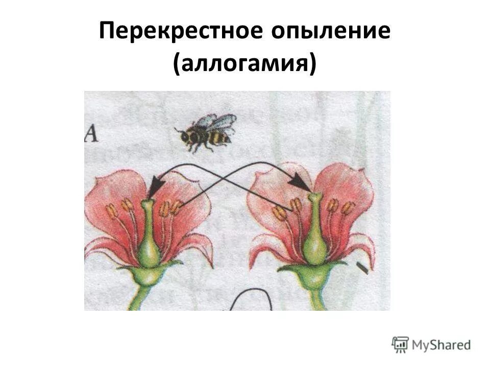 Перекрестное опыление растений с помощью насекомых. Перекрестное опыление крестоцветных. Схема самоопыления и перекрестного опыления. Опыление растений насекомыми схема. Установите соответствие оплодотворение после опыления