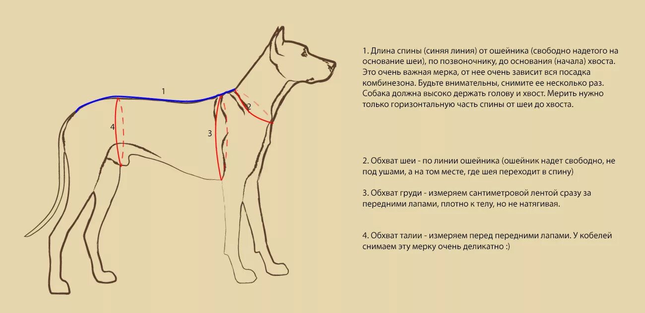 Как измерить собаку для одежды. Схема мерки одежды для собак. измерить обхват груди собаки. снятие мерок с собаки. снять мерки с собаки для вязания одежды.