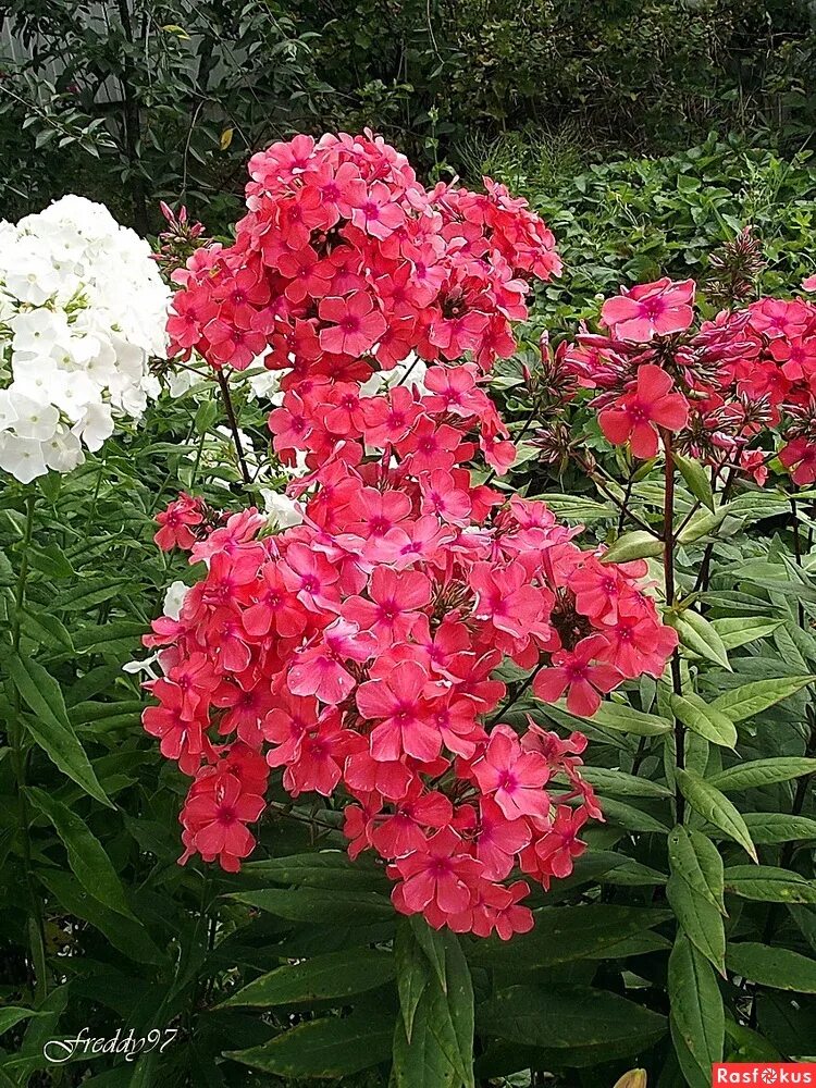 флокс метельчатый хамелеон. флокс метельчатый мэджик блю. флокс метельчатый маргри. сорт флокса виктория. флокс коко шанель.