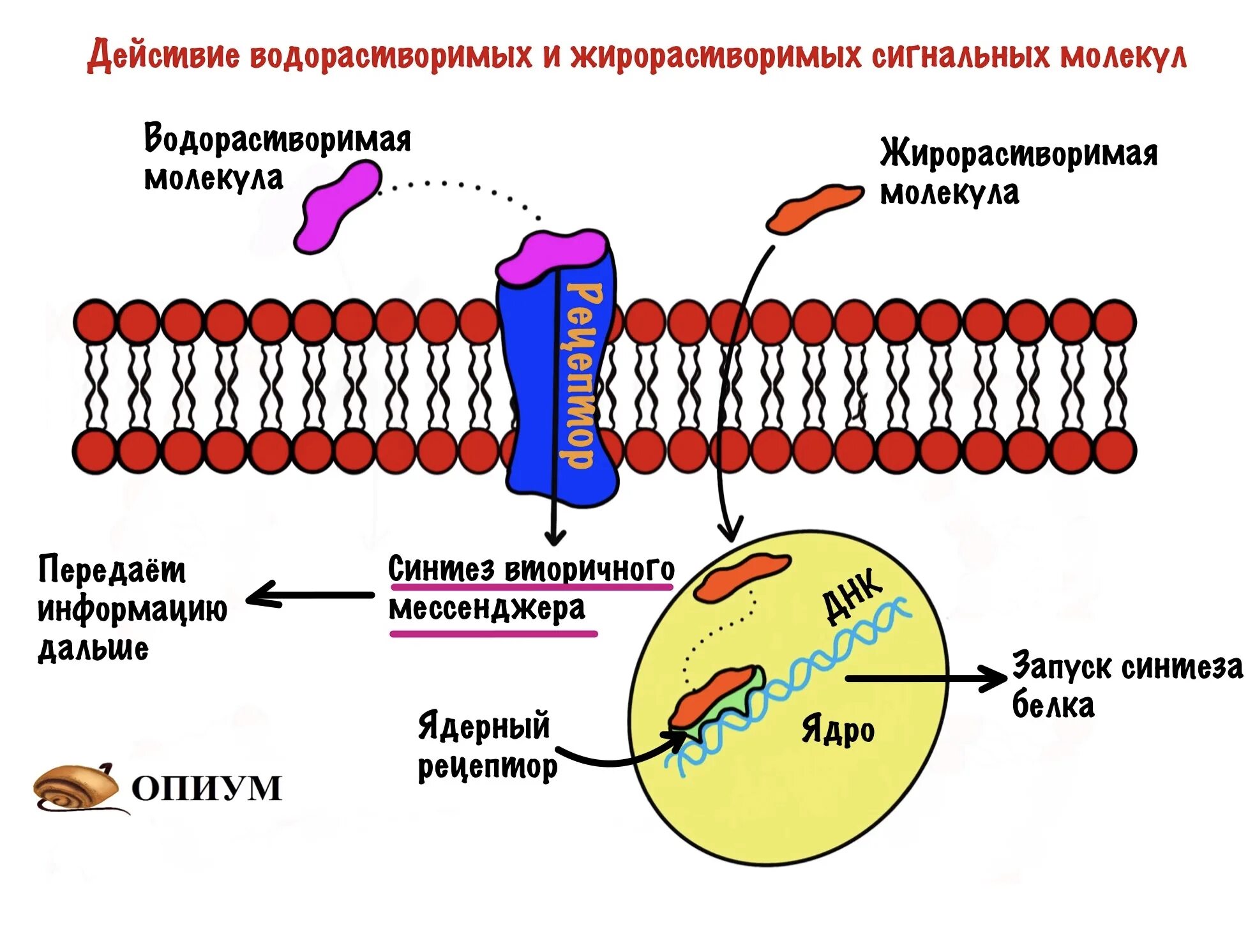 Сигнальные молекулы