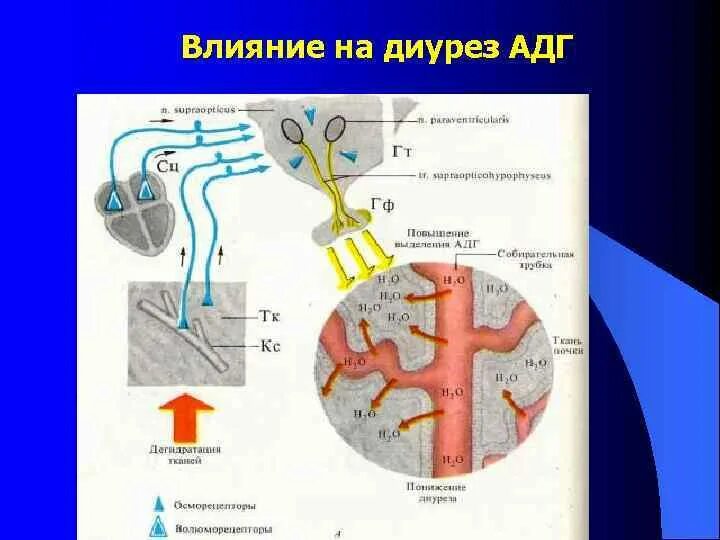 Процессы выделения человека