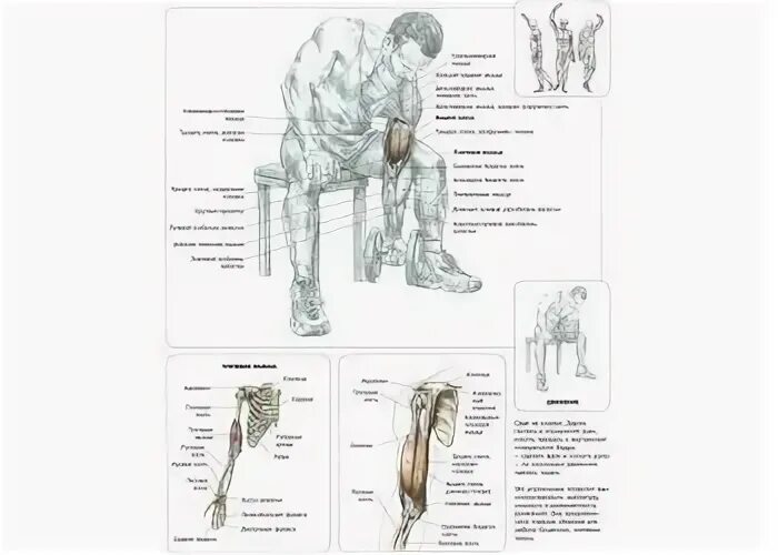 Строгий подъем на бицепс скамья. Техника 21 на бицепс. Подъем штанги на бицепс стоя кривой гриф. 45 incline zottman curl. Подъем на бицепс на скамье скотта.