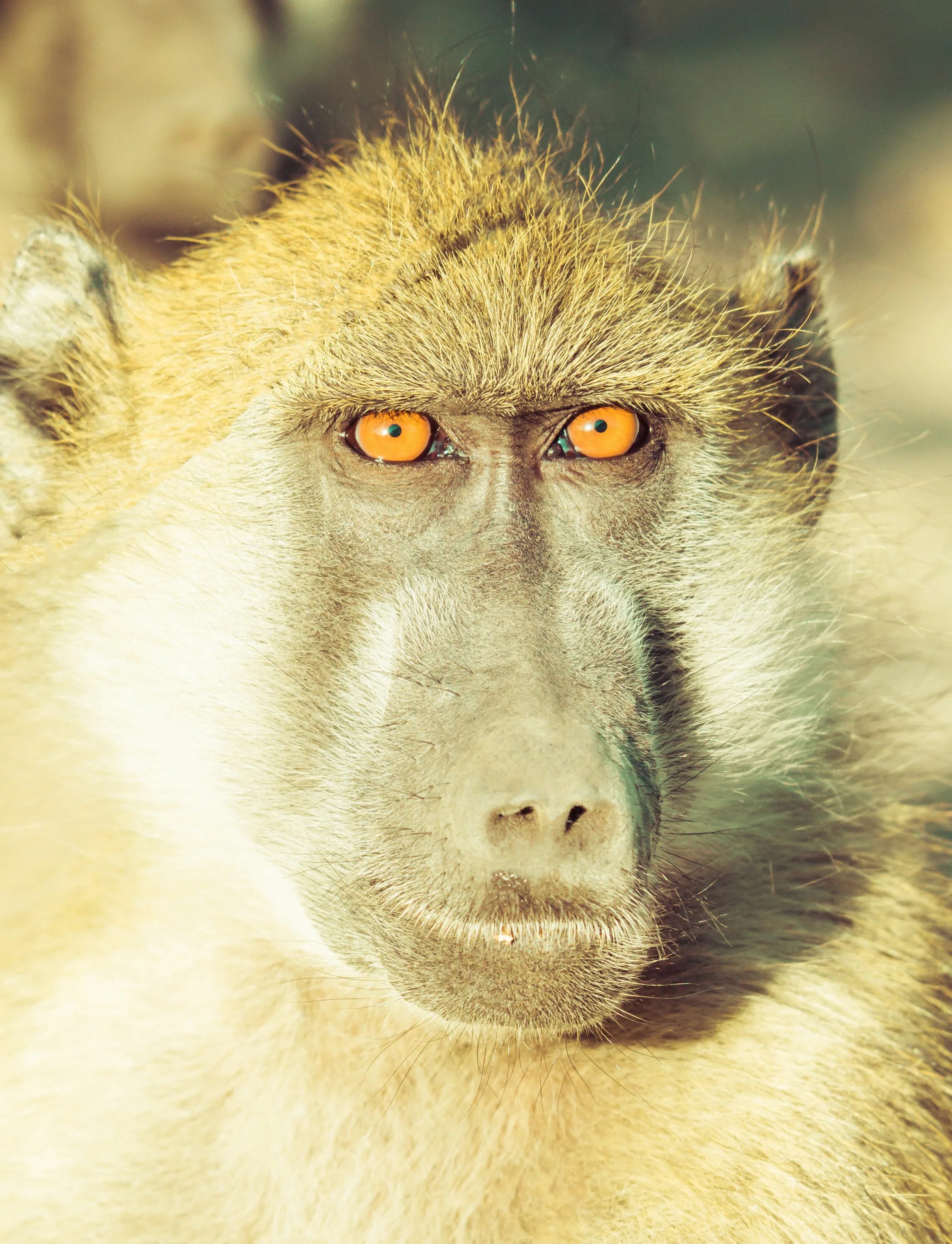 Макаки бабуины. Павиан гамадрил. Зелёный павиан джимми. Смешные бибизяны. Бабуин мем.