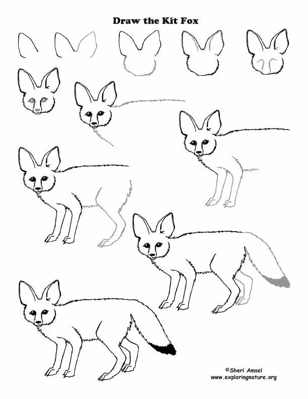 Уроки рисования лисы. Схема рисования лисы. Поэтапное рисование лисы карандашом. Рисунок лисы карандашом для детей. Fox org