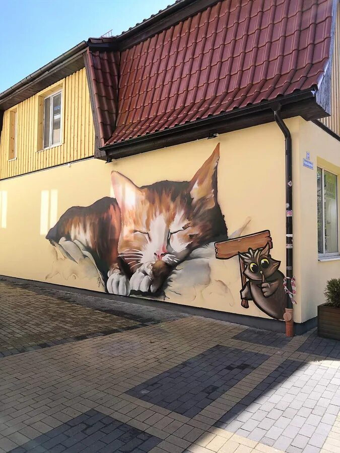 Зеленоградск город котов. Калининград город кошек. Улица кошек в зеленоградске калининградской области. Зеленаградскгород кошек. Зеленоградск калининградской коты.