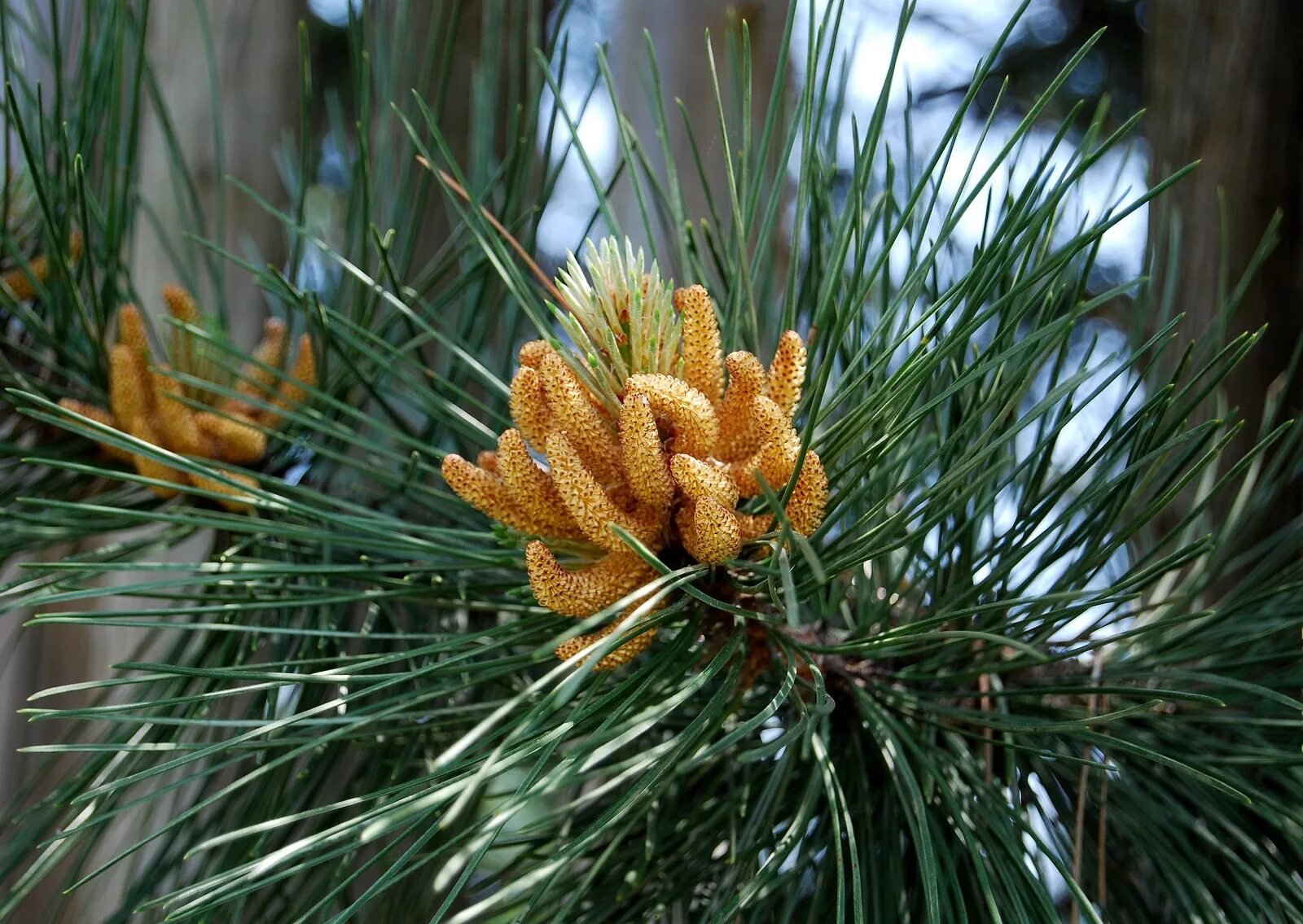 Обычная хвойная. Микростробилы сосны обыкновенной. Сосна обыкновенная Pinus Sylvestris. Сосна обыкновенная Pinus Sylvestris l. Pinus Sylvestris шишка.