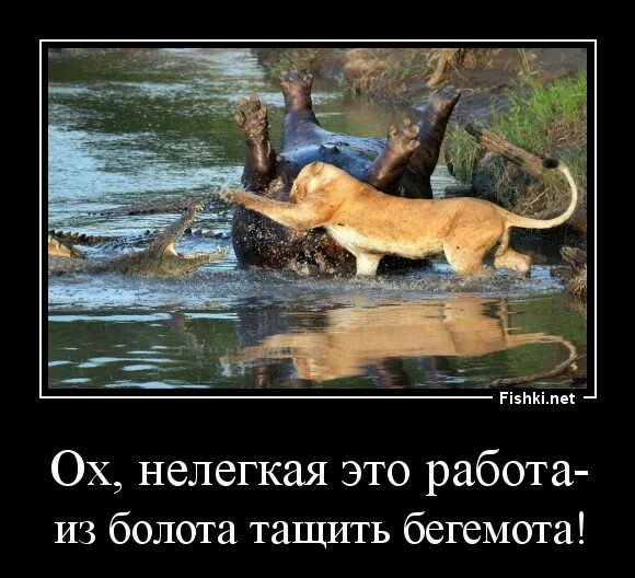 Тащат из болота. Из болота тащить бегемота. ох нелёгкая эта работа из болота тащить бегемота. тяжелая это работа из болота тащить бегемота. нелегкая работа.