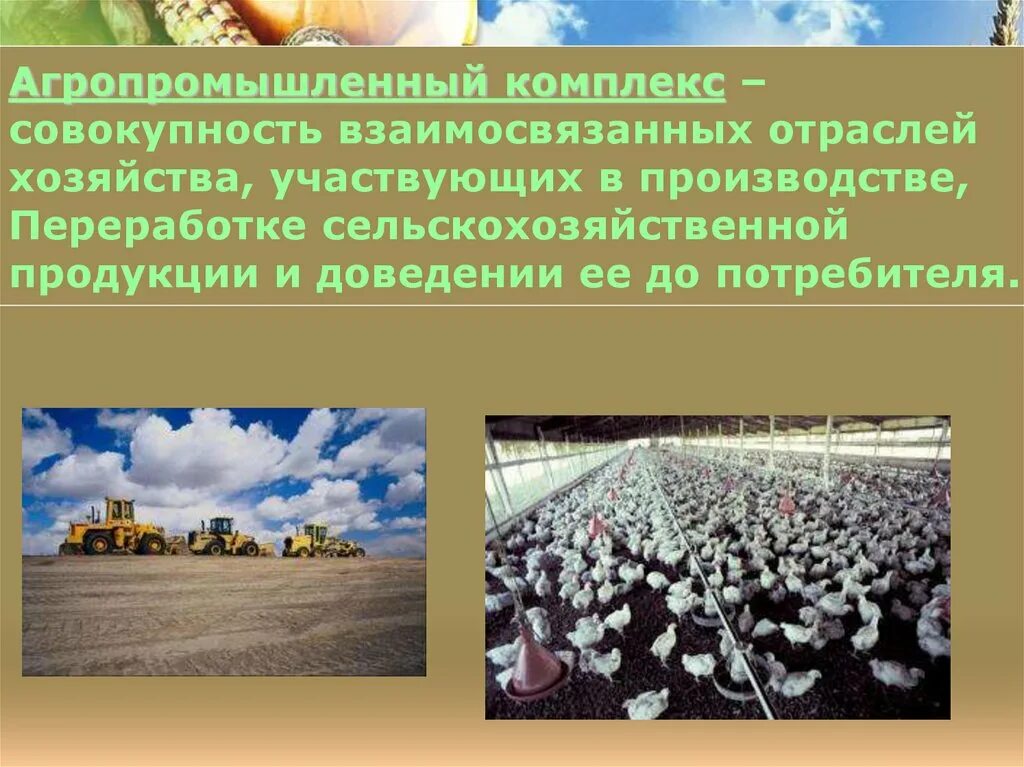 Особенности сельского хозяйства география 9 класс. Аграрно промышленный комплекс россии. агропромышленный комплекс.растениеводство 9 класс. агропромышленный комплекс россии апк. агропромышленный комплекс сельскохозяйство отрасли.