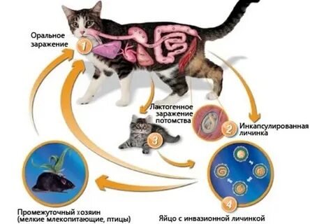 Кошачий цикл
