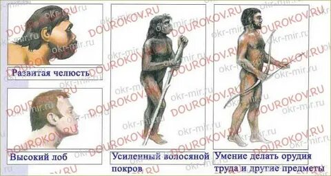 Рассмотрите рисунок отметьте сходство и различие между древним предком человека и современным
