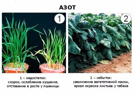 Какие растения помогают обогащать почву азотом