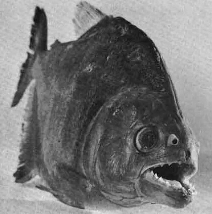 Scary fish