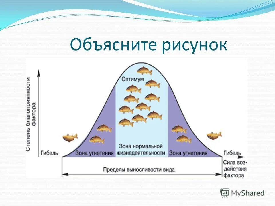 Объясните пос. Зона оптимума зона нормальной жизнедеятельности зона угнетения. Объяснять рисунок. Оптимум это зона нормальной жизнедеятельности. Гибель, зона угнетения , зона оптимума, зона угнетения, гибель.