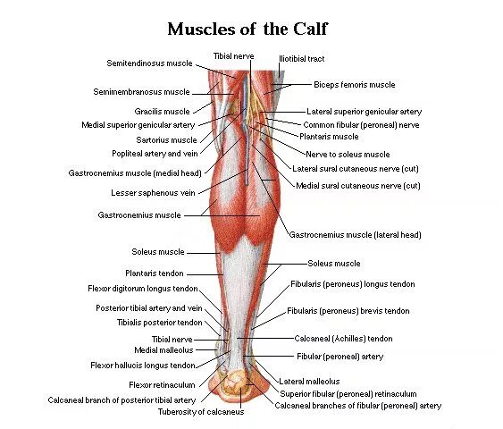 Икроножная мышца какая ткань. Икроножная мышца анатомия. Сухожилие икроножной мышцы. Calf анатомия. Строение икроножной мышцы.